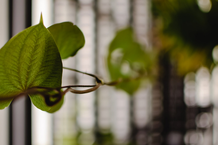 leaves
